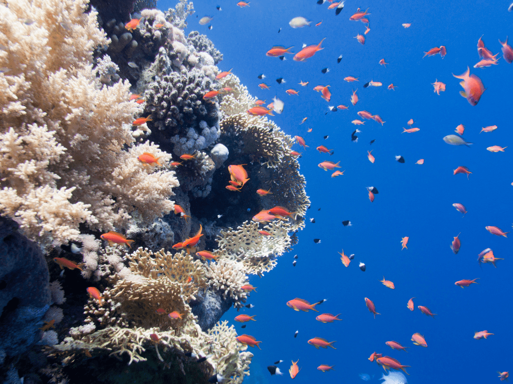 التلوث البحري وتأثيره على النظم البيئية للمحيطات