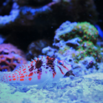 فهم نظام ترشيح خزانات المياه البحرية: دليل شامل