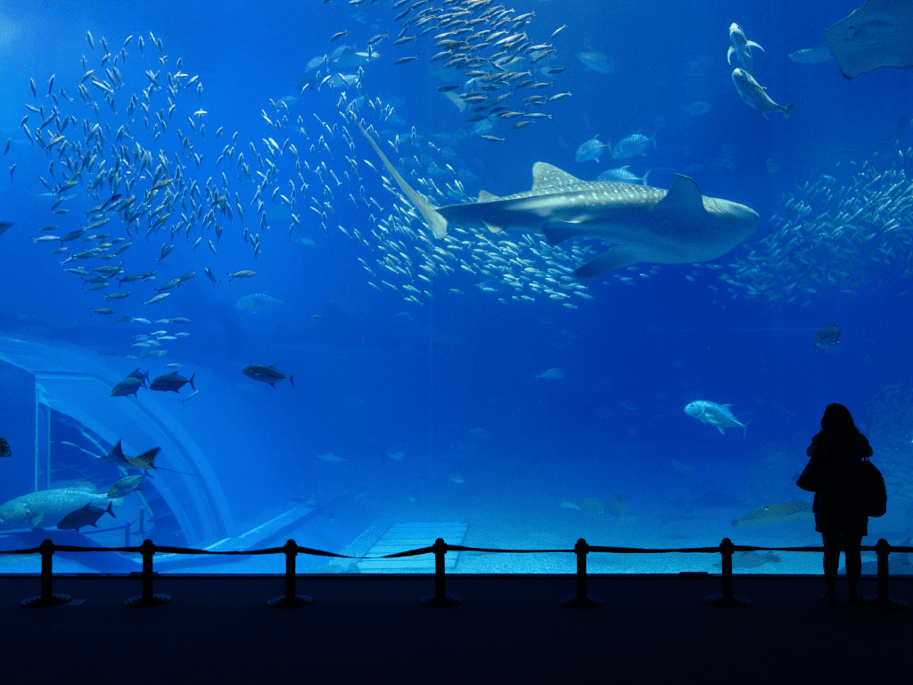 حوض بحري مقابل حوض الشعاب المرجانية: فهم الاختلافات