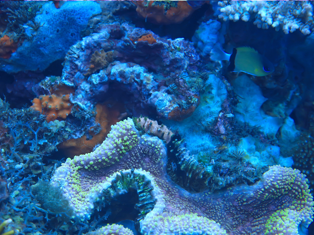 دليل شامل لإدارة ومنع نمو الدياتومات في حوض المياه المالحة